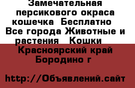 Замечательная персикового окраса кошечка. Бесплатно - Все города Животные и растения » Кошки   . Красноярский край,Бородино г.